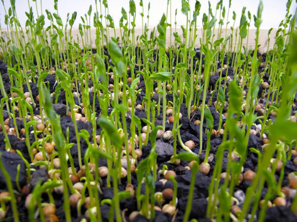 MICROGREENS A MUST IN YOUR DIET
